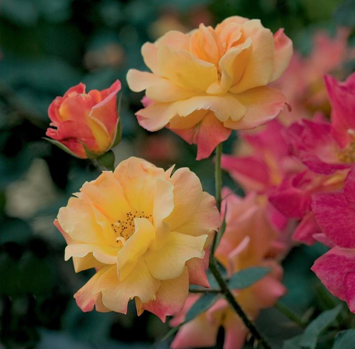 'Josephs Coat' Climbing Rose - Rosa from Wilson Farms Inc
