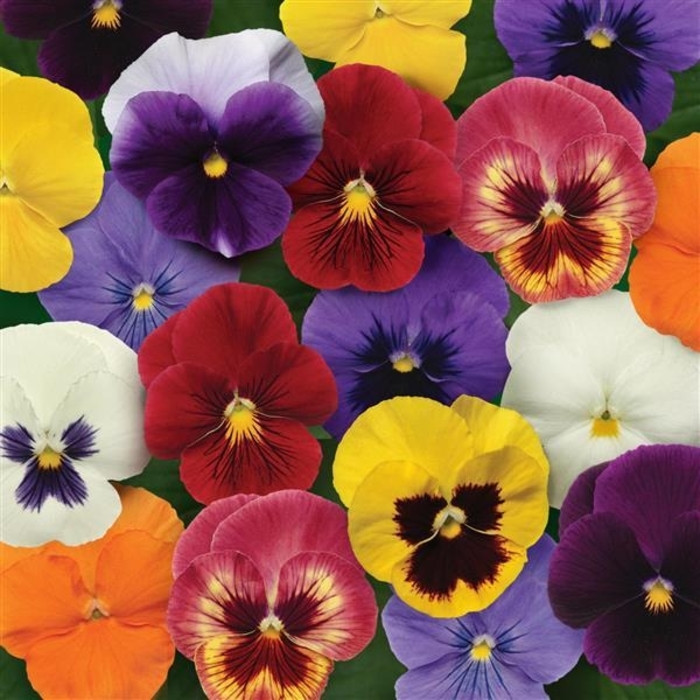 Mixture Panola Pansy - Viola x wittrockiana from Wilson Farms Inc