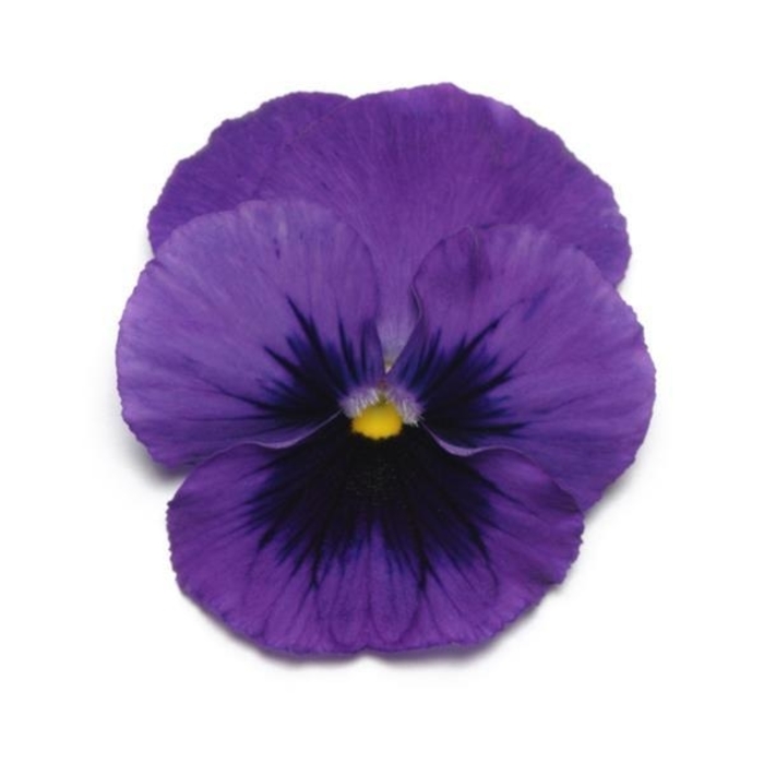 Deep Blue Blotch Panola Pansy - Viola x wittrockiana from Wilson Farms Inc