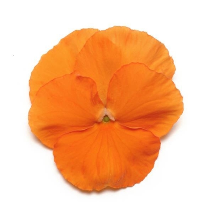 Deep Orange Panola Pansy - Viola x wittrockiana from Wilson Farms Inc