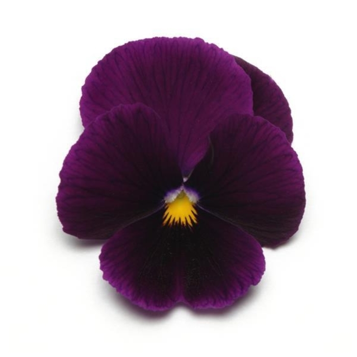 Purple Panola Pansy - Viola x wittrockiana from Wilson Farms Inc