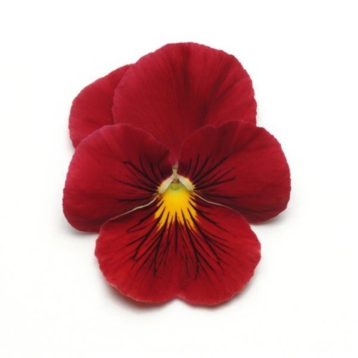 Scarlet Panola Pansy - Viola x wittrockiana from Wilson Farms Inc