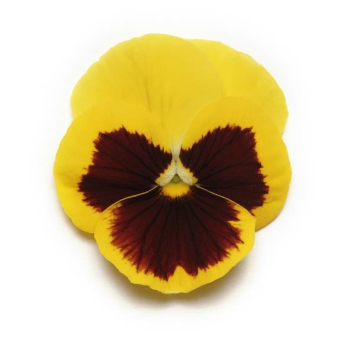 Yellow Blotch Panola Pansy - Viola x wittrockiana from Wilson Farms Inc