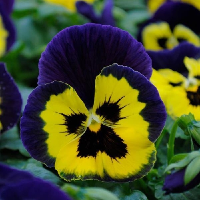 Yellow Purple Wing Matrix Pansy - Viola x wittrockiana (Pansy) from Wilson Farms Inc