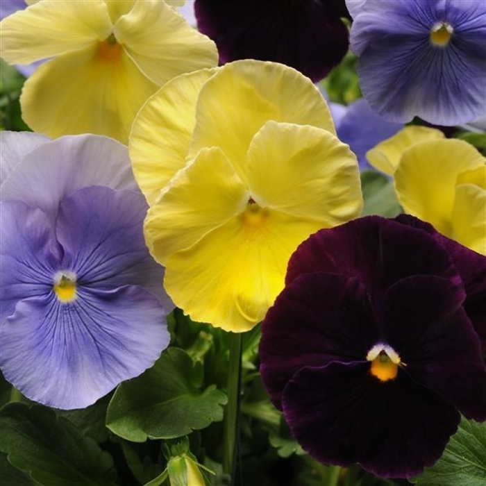 Spring Matrix Tricolor Mixture Pansy - Viola x wittrockiana from Wilson Farms Inc
