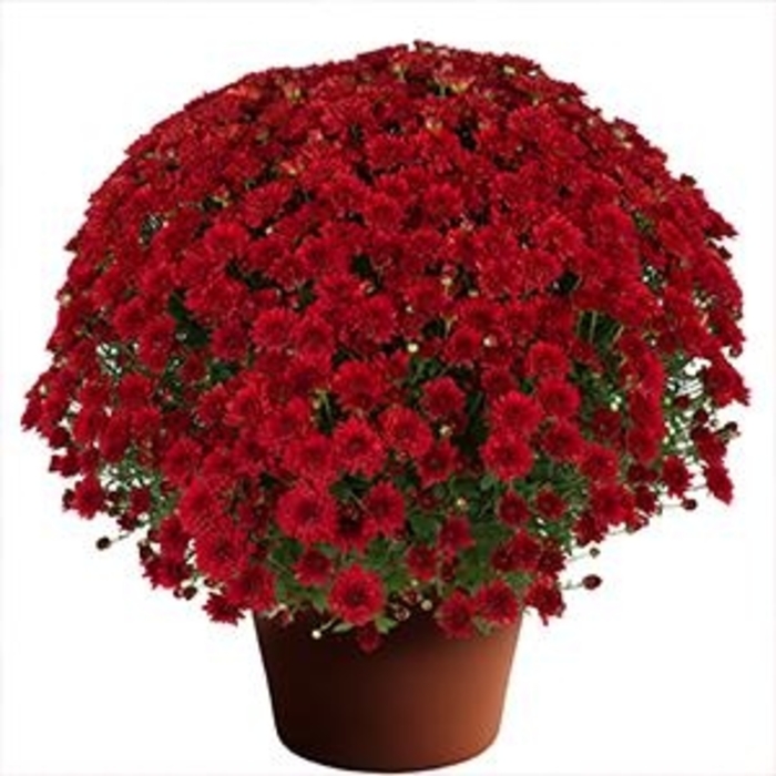 Cynthia Scarlet - Chrysanthemum morifolium from Wilson Farms Inc