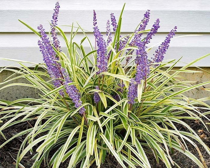 Variegated Liriope - Liriope muscari ''Variegata'' from Wilson Farms Inc