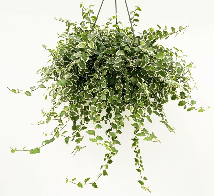 'Variegata' Creeping Fig - Ficus pumila from Wilson Farms Inc