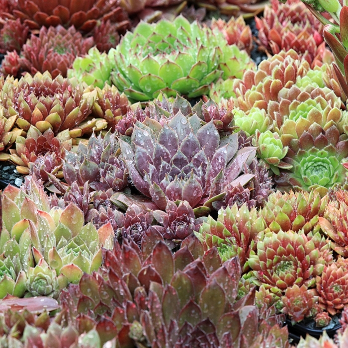 'Multiple Varieties' Hens and Chicks - Sempervivum from Wilson Farms Inc