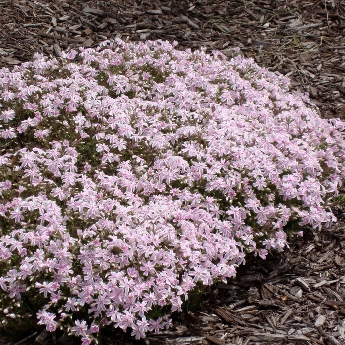 'Candy Stripe' Creeping Phlox - Phlox subulata from Wilson Farms Inc