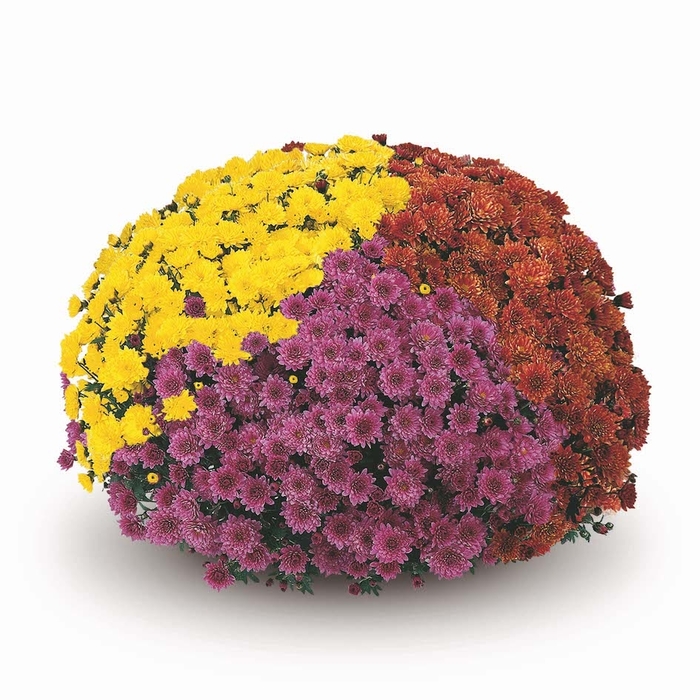 Multiple Colors -Mix- - Chrysanthemum Garden Mums 'Multiple Varieties' from Wilson Farms Inc