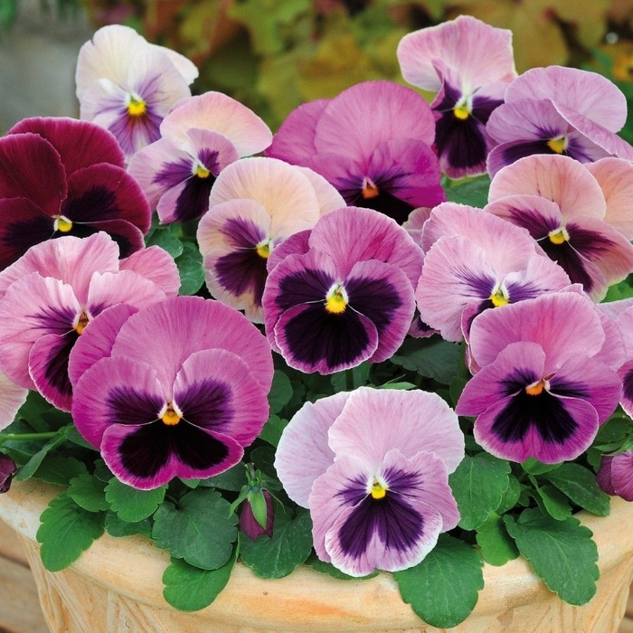  'Pink Shades' Spring Matrix - Viola x wittrockiana (Pansy) from Wilson Farms Inc