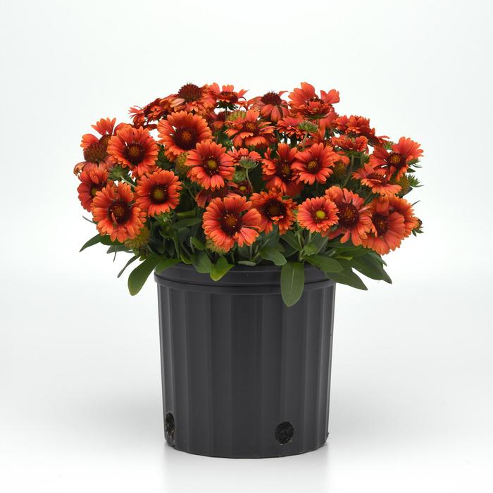 'Guapa Red' Blanket Flower - Gaillardia aristata from Wilson Farms Inc