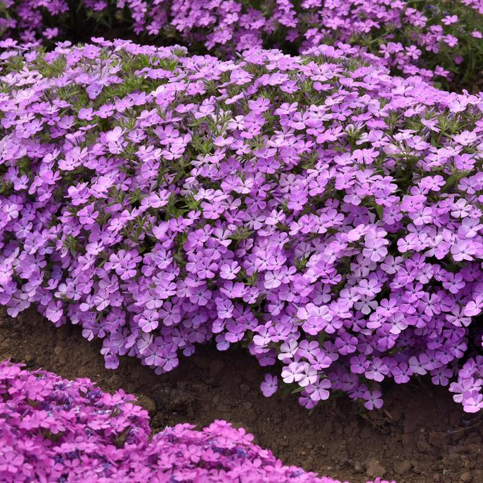 Candy Cloud&trade; Lavender - Phlox from Wilson Farms Inc