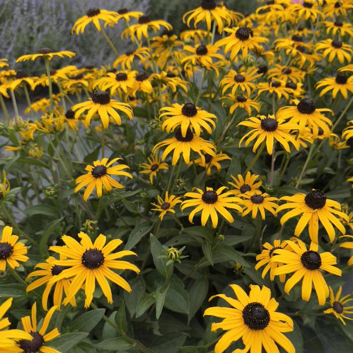'Goldblitz' Black-Eyed Susan - Rudbeckia fulgida var. sulivanttii from Wilson Farms Inc
