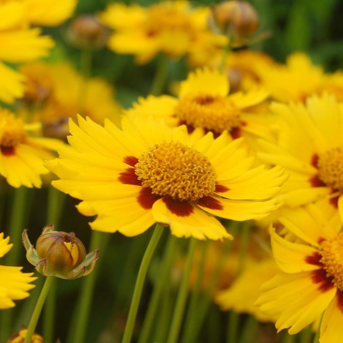 'Tequila Sunrise' - Coreopsis (Tickseed) from Wilson Farms Inc