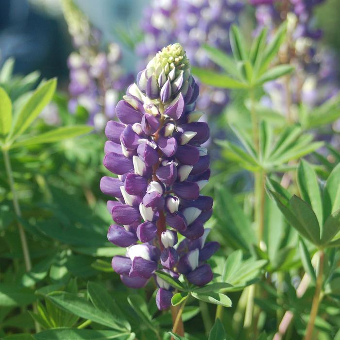 Blue Lupine - Lupinus polyphyllus from Wilson Farms Inc