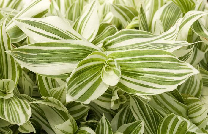 'Pistachio White' Inch Plant - Tradescantia from Wilson Farms Inc