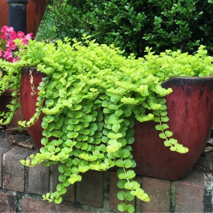 ''Goldii'' Creeping Jenny - Lysimachia nummularia from Wilson Farms Inc
