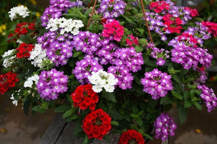 Assorted Verbena - Verbena from Wilson Farms Inc