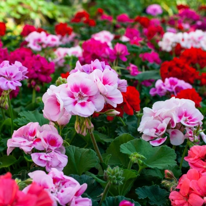 Assorted Geraniums - Pelargonium from Wilson Farms Inc