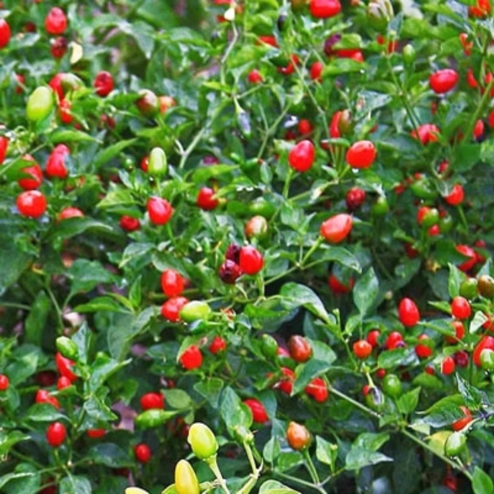 Japanese Pequin Pepper - Capsicum annuum from Wilson Farms Inc