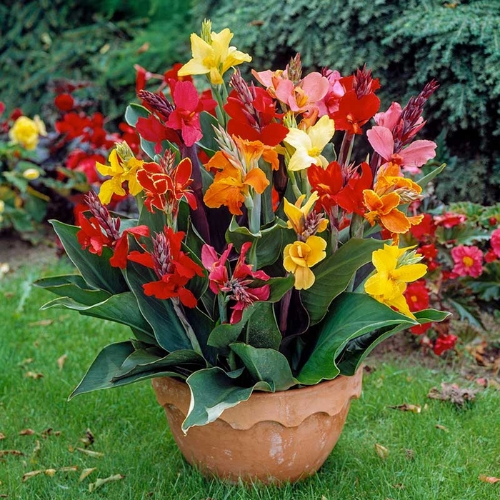CANNA LILY - Cannova from Wilson Farms Inc