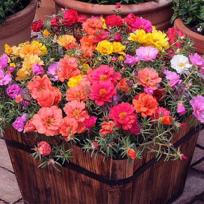 Moss Rose - Portulaca grandiflora from Wilson Farms Inc