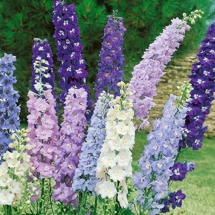 Delphiniums Assorted - Delphinium elatum from Wilson Farms Inc