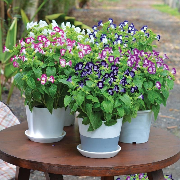 'Multiple Varieties' Torenia - Torenia Wishbone from Wilson Farms Inc