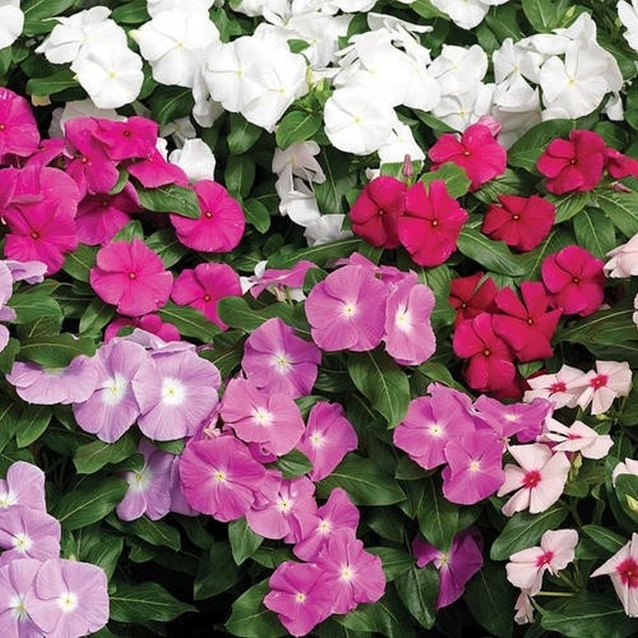 Periwinkle Cora Assorted - Catharanthus roseus (Annual Vinca; Periwinkle) from Wilson Farms Inc