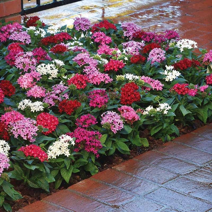 Pentas Assorted - Pentas lanceolata from Wilson Farms Inc