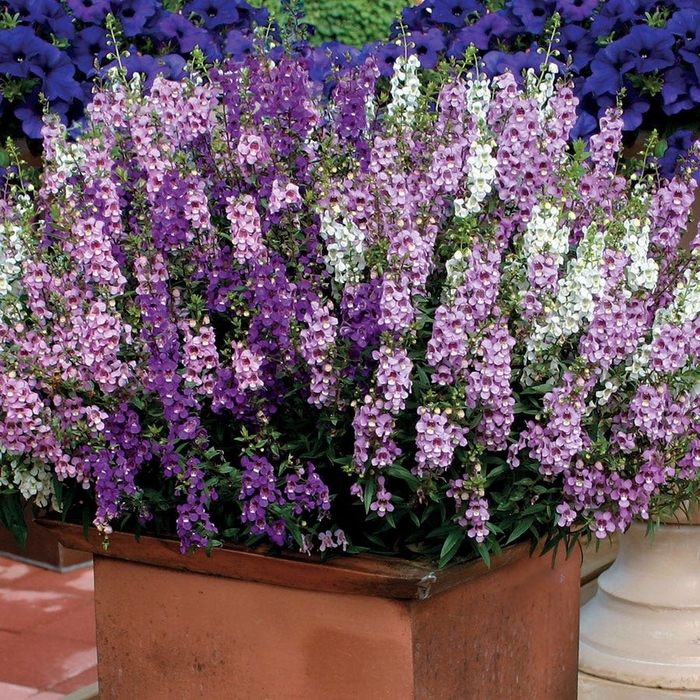 Angelonia Assorted - Angelonia angustifolia from Wilson Farms Inc