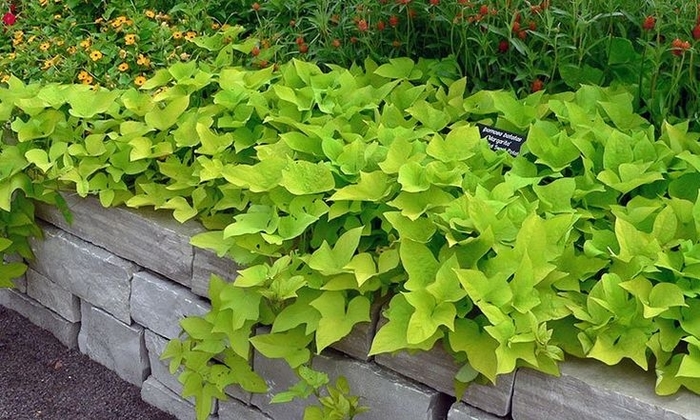 Sweet Potato Vine - Ipomoea batatas from Wilson Farms Inc