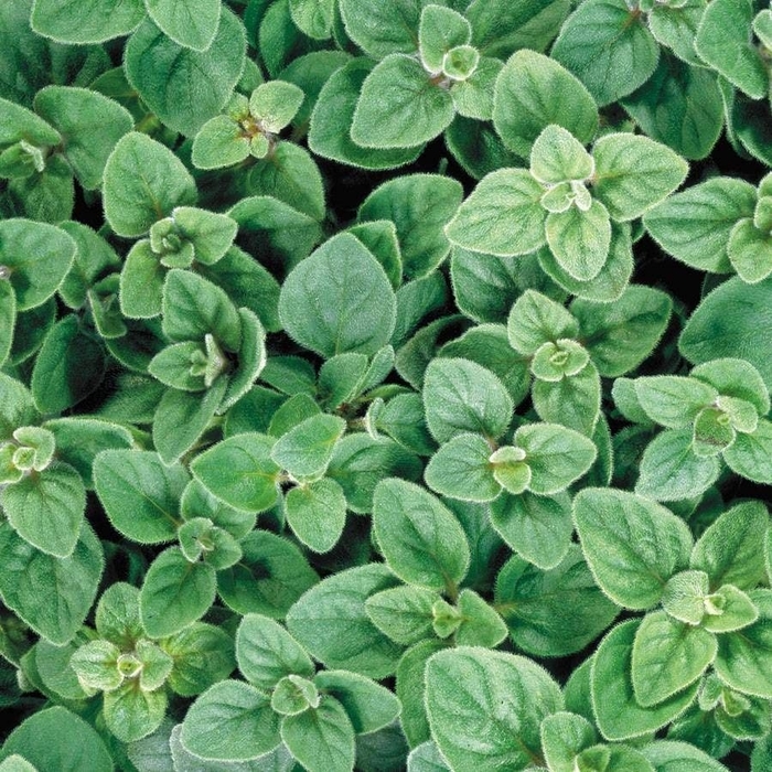 Greek Oregano - Origanum vulgare ssp. hirtum from Wilson Farms Inc