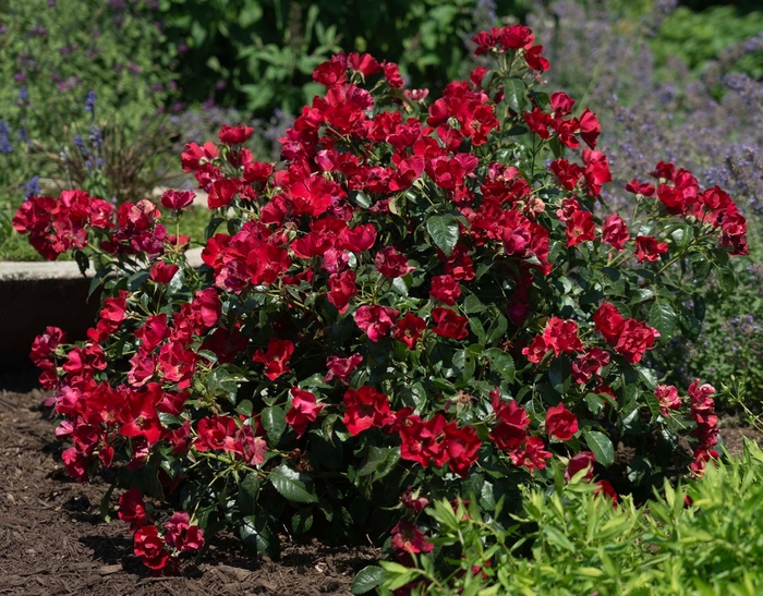 Scarlet Drift - Rosa (Rose) from Wilson Farms Inc