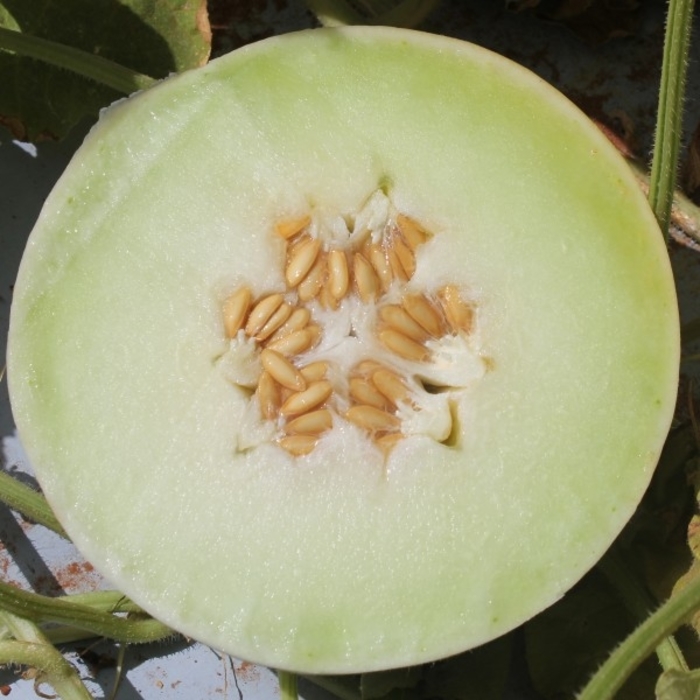 SANTA FE MELON - from Wilson Farms Inc