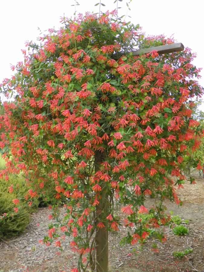 'Coral' Honeysuckle - Lonicera from Wilson Farms Inc