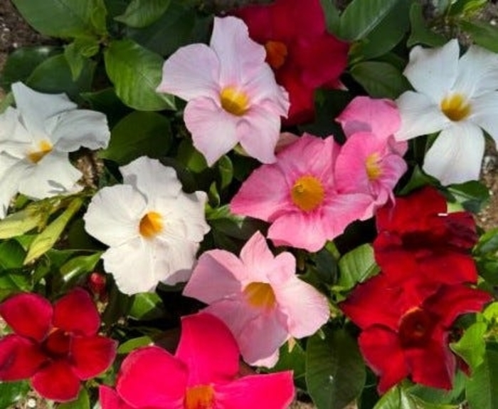 'Multiple Varieties' Mandevilla - Mandevilla sanderi from Wilson Farms Inc