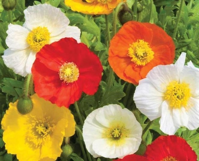 'Garden Gnome' Iceland Poppy - Papaver nudicaule from Wilson Farms Inc