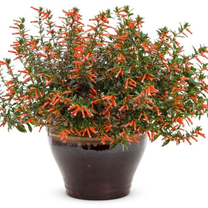 'Vermillionaire&reg;' Large Firecracker Plant - Cuphea from Wilson Farms Inc