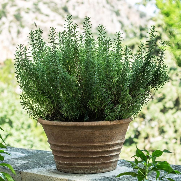 ''Tuscan Blue'' Rosemary - Rosmarinus officinalis from Wilson Farms Inc