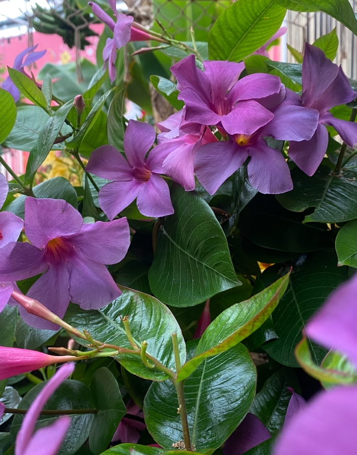 Sun Parasol&reg; Original XP Bluephoria&trade; - Mandevilla from Wilson Farms Inc
