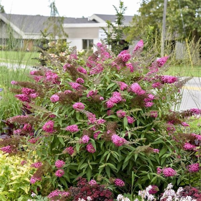 Monarch&reg; 'Cherry Royale' - Buddleia davidii (Butterfly Bush) from Wilson Farms Inc