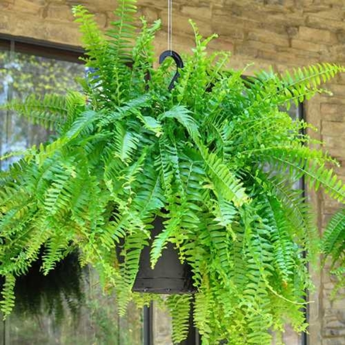 Boston Fern - Nephrolepis exaltata from Wilson Farms Inc