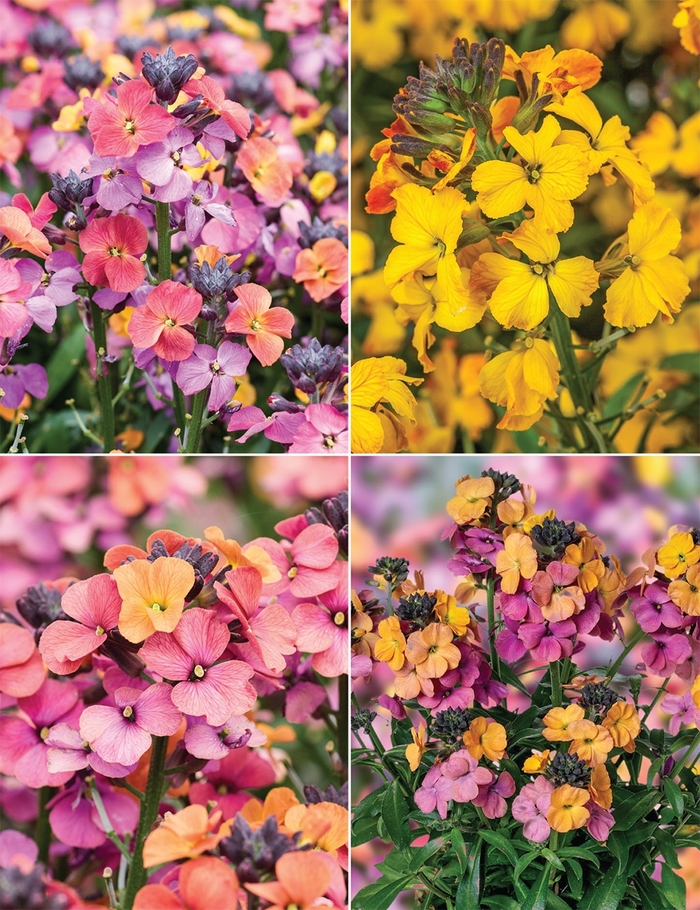 Erysimum (Wallflower) - Multiple Varieties from Wilson Farms Inc
