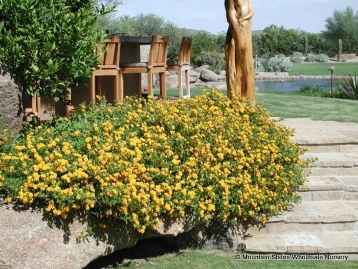 'New Gold' Lantana - Lantana camara from Wilson Farms Inc