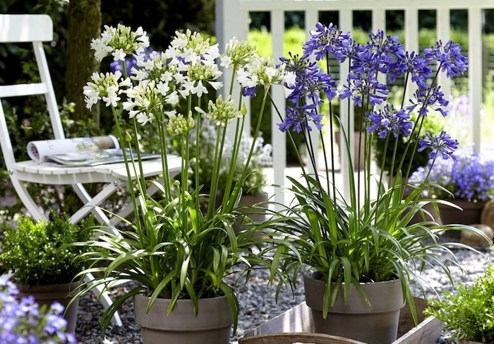 Agapanthus - Agapanthus (African Lily) from Wilson Farms Inc