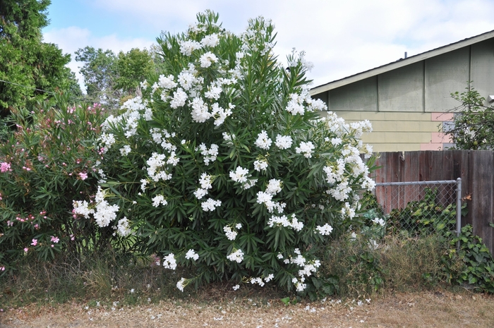 White Oleander - Nerium oleander from Wilson Farms Inc