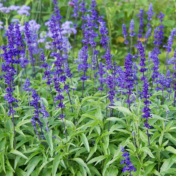 Victoria Blue Salvia - Salvia farinacea from Wilson Farms Inc